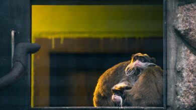Two emperor tamarins rest together inside a zoo enclosure.