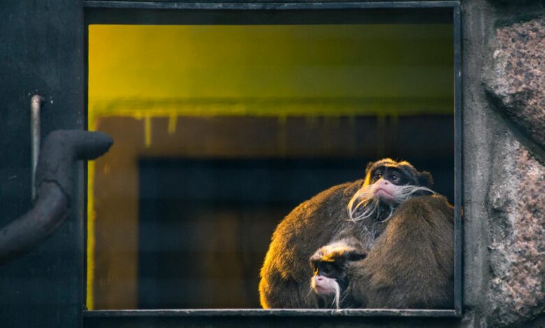Two emperor tamarins rest together inside a zoo enclosure.