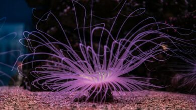 Vibrant neon-lit sea anemone in a dark underwater setting, showcasing stunning tentacles.