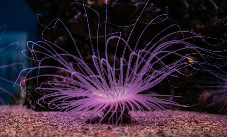 Vibrant neon-lit sea anemone in a dark underwater setting, showcasing stunning tentacles.