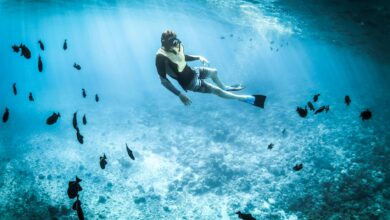 Person snorkeling among vibrant marine life in a tropical, turquoise sea.