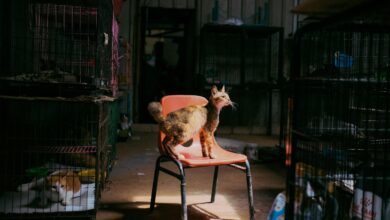 A cat stands on a chair surrounded by cages in an animal shelter, captured during the day.