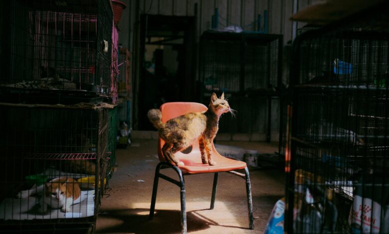 A cat stands on a chair surrounded by cages in an animal shelter, captured during the day.