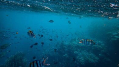 Explore the vibrant underwater world with colorful tropical fish thriving among coral reefs.