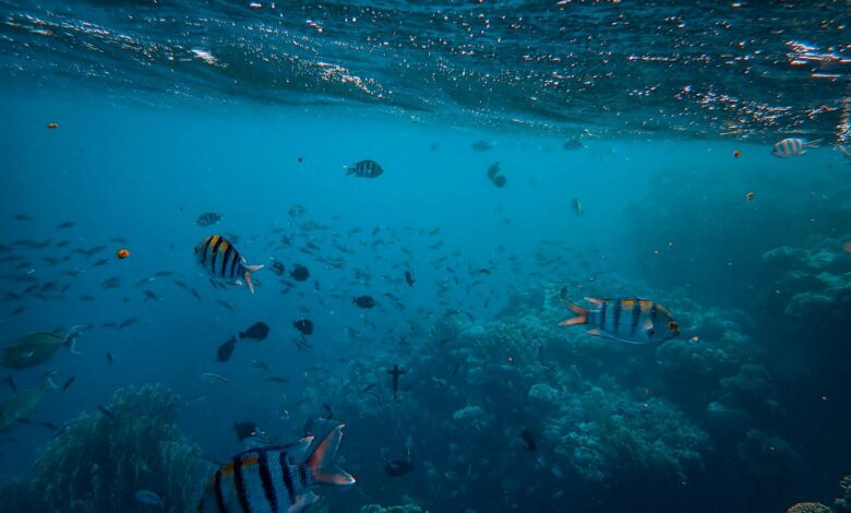 Explore the vibrant underwater world with colorful tropical fish thriving among coral reefs.