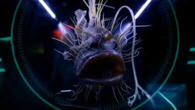 Dramatic close-up of a hairy anglerfish in an aquarium exhibition, emphasizing sea life.