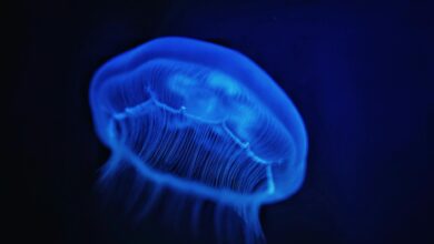 Vibrant blue jellyfish gracefully illuminated underwater in a captivating sea life portrait.