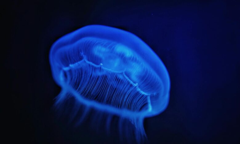 Vibrant blue jellyfish gracefully illuminated underwater in a captivating sea life portrait.