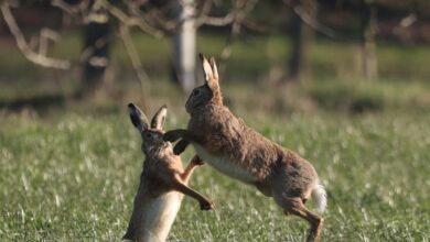Two European hares sparring in a grassy field during spring, showcasing wildlife behavior.
