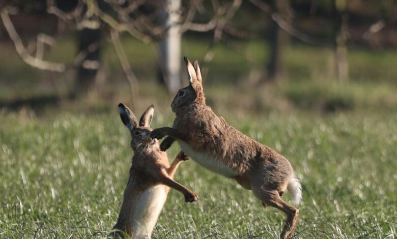 Two European hares sparring in a grassy field during spring, showcasing wildlife behavior.