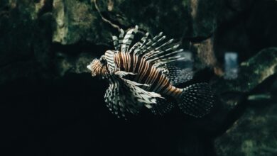 A striking red lionfish swimming in a dimly lit aquarium environment.