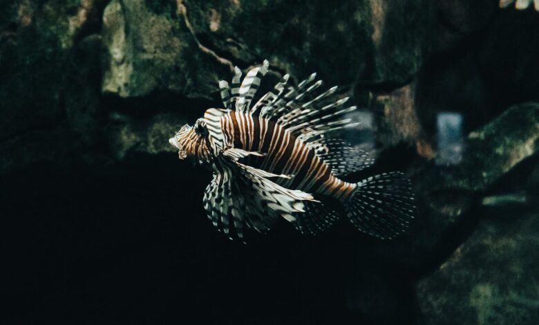 A striking red lionfish swimming in a dimly lit aquarium environment.