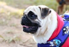 A cheerful pug wearing a colorful outfit captured in a vibrant outdoor setting.