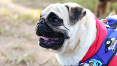 A cheerful pug wearing a colorful outfit captured in a vibrant outdoor setting.