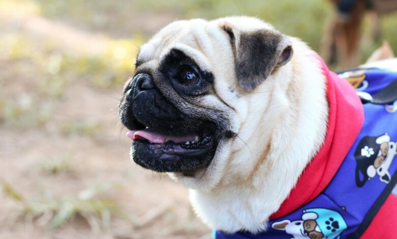 A cheerful pug wearing a colorful outfit captured in a vibrant outdoor setting.