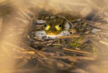 Close-up of a frog partially submerged in water surrounded by reeds.