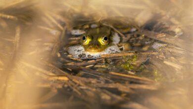 Close-up of a frog partially submerged in water surrounded by reeds.
