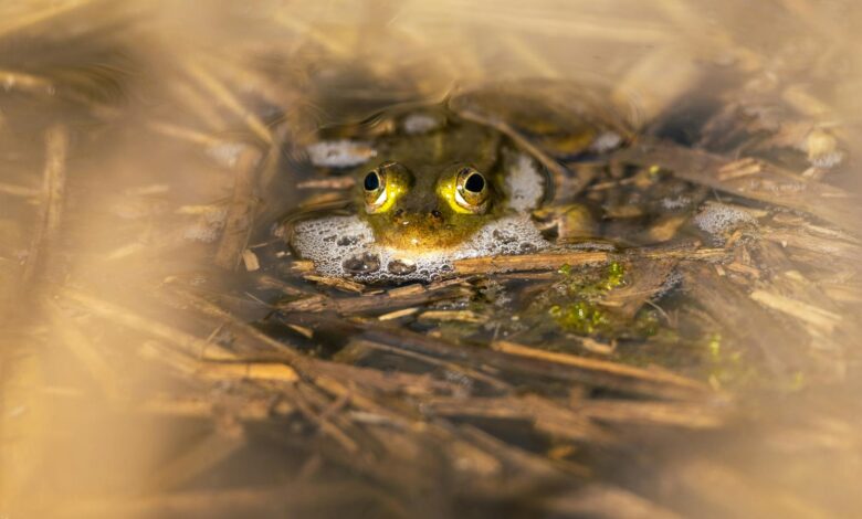 Close-up of a frog partially submerged in water surrounded by reeds.
