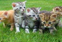 A group of five cute kittens exploring and playing on lush green grass outdoors.