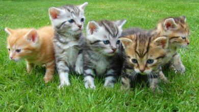 A group of five cute kittens exploring and playing on lush green grass outdoors.