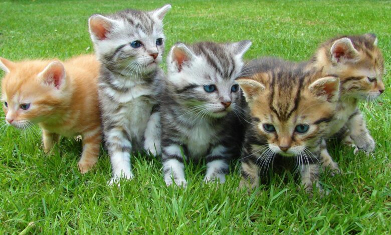 A group of five cute kittens exploring and playing on lush green grass outdoors.