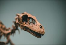 Detailed close-up of a dinosaur's skull fossil exhibiting intricate bone structure.