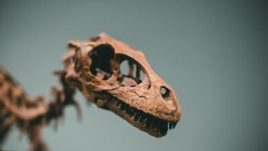 Detailed close-up of a dinosaur's skull fossil exhibiting intricate bone structure.