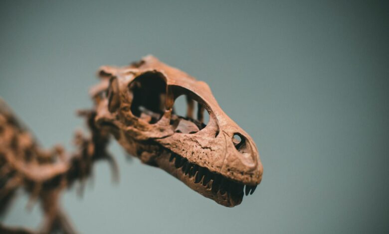 Detailed close-up of a dinosaur's skull fossil exhibiting intricate bone structure.