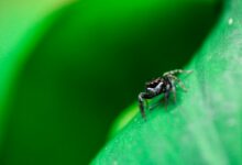 Macro shot of a spider perched on a vibrant green leaf, highlighting nature's detail.