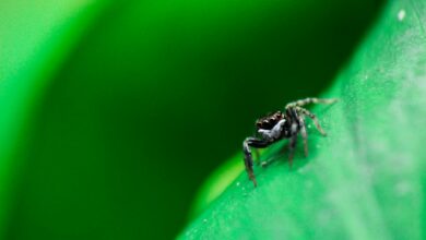 Macro shot of a spider perched on a vibrant green leaf, highlighting nature's detail.