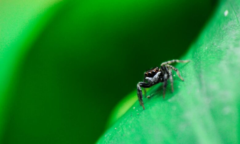 Macro shot of a spider perched on a vibrant green leaf, highlighting nature's detail.