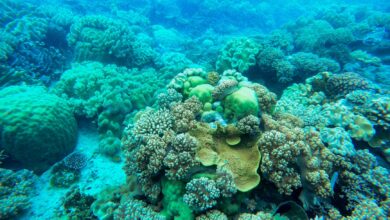 Colorful coral reefs thriving underwater, showcasing marine biodiversity and vibrant aquatic life.