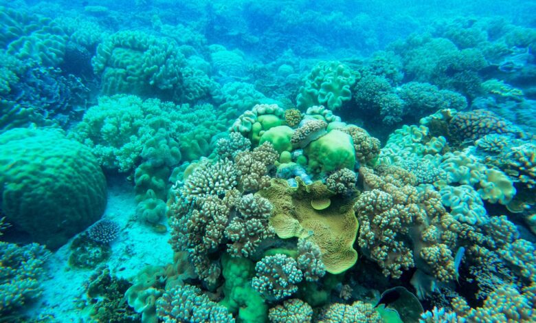 Colorful coral reefs thriving underwater, showcasing marine biodiversity and vibrant aquatic life.