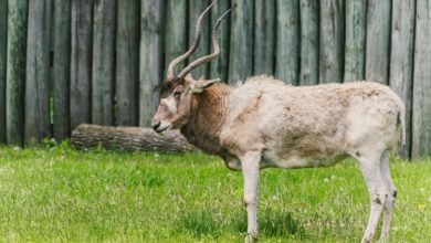Image of a critically endangered Addax antelope with twisted horns standing on grass.