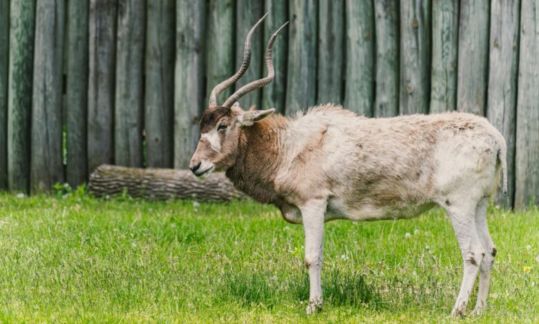 Image of a critically endangered Addax antelope with twisted horns standing on grass.