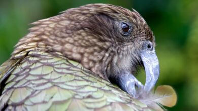 Detailed image of a Kea parrot grooming itself in New Zealand.