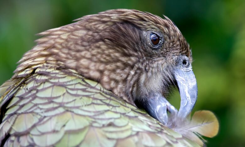 Detailed image of a Kea parrot grooming itself in New Zealand.