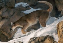 A majestic mountain lion traversing snowy rocks in a winter setting.
