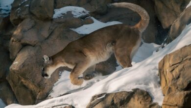 A majestic mountain lion traversing snowy rocks in a winter setting.