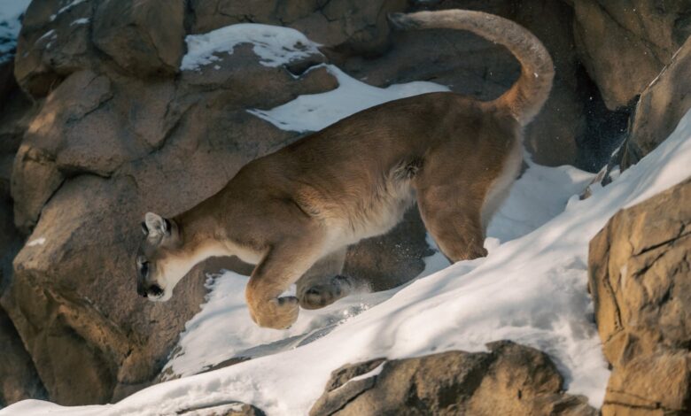 A majestic mountain lion traversing snowy rocks in a winter setting.