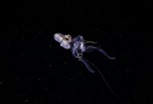 A captivating octopus floats in the mysterious dark ocean, showcasing graceful movement and marine beauty.