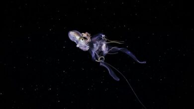 A captivating octopus floats in the mysterious dark ocean, showcasing graceful movement and marine beauty.