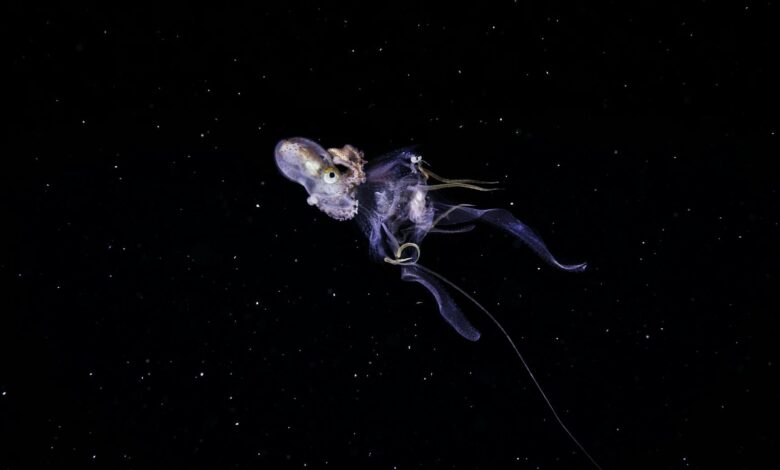 A captivating octopus floats in the mysterious dark ocean, showcasing graceful movement and marine beauty.