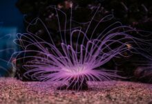 Vibrant neon-lit sea anemone in a dark underwater setting, showcasing stunning tentacles.