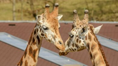Two giraffes interacting playfully outdoors in a zoo setting, displaying affection.