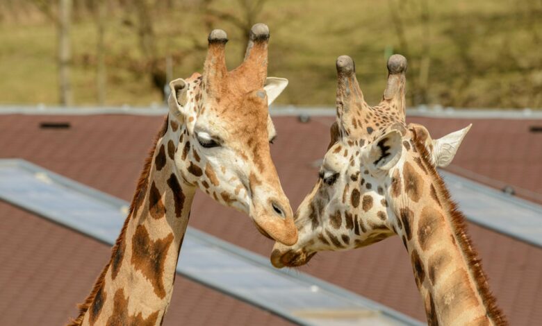 Two giraffes interacting playfully outdoors in a zoo setting, displaying affection.