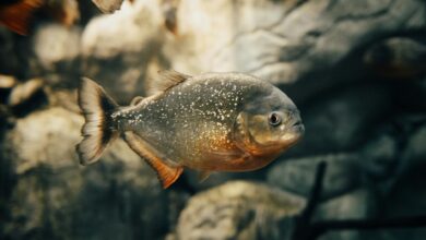 Detailed close-up of a red-bellied piranha swimming underwater, highlighting its scales and distinctive colors.