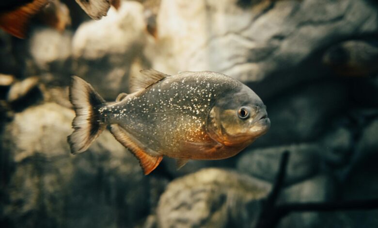 Detailed close-up of a red-bellied piranha swimming underwater, highlighting its scales and distinctive colors.