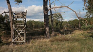 A rustic wooden hunting stand amidst a sunlit forest landscape, featuring tall trees and a clear sky.
