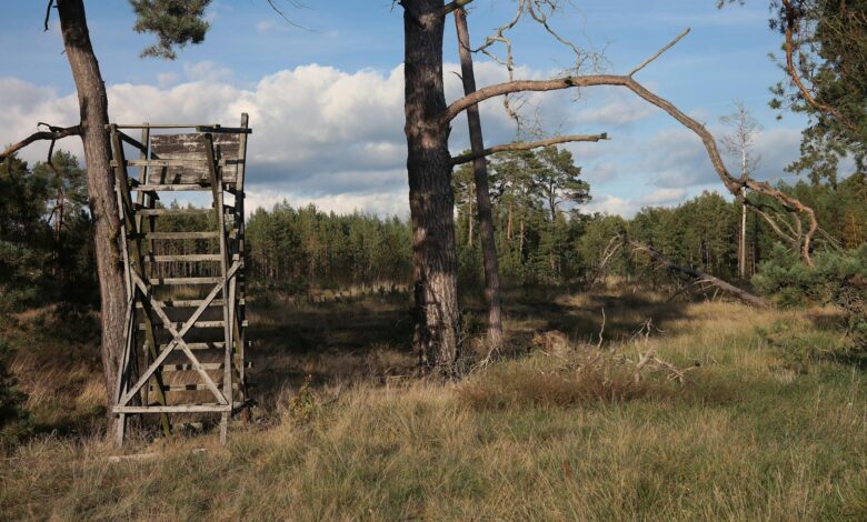 A rustic wooden hunting stand amidst a sunlit forest landscape, featuring tall trees and a clear sky.